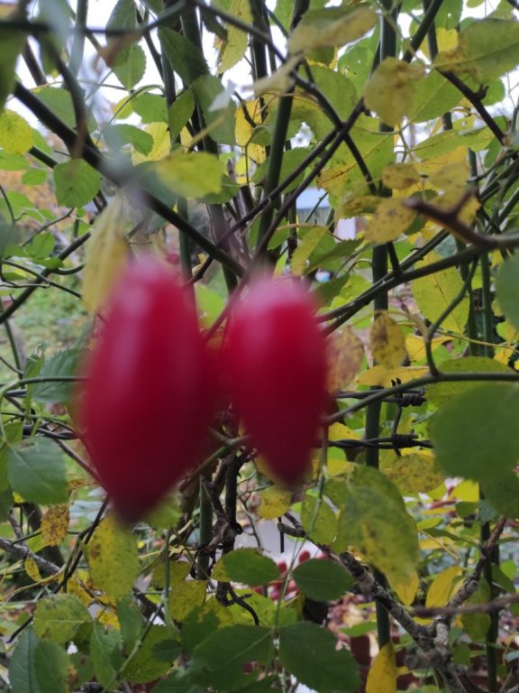 photo33.jpg